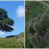 The Famous Robin Hood Tree 'Sycamore Gap' [Photo: Sportskeeda]