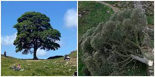 The Famous Robin Hood Tree 'Sycamore Gap' [Photo: Sportskeeda]