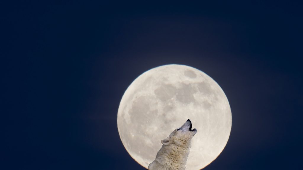 First Full Moon of 2024 Brightens The Night Sky with The Full Wolf Moon