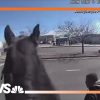 Albuquerque Police Used Their Four-Legged Friends To Chase A Shoplifter