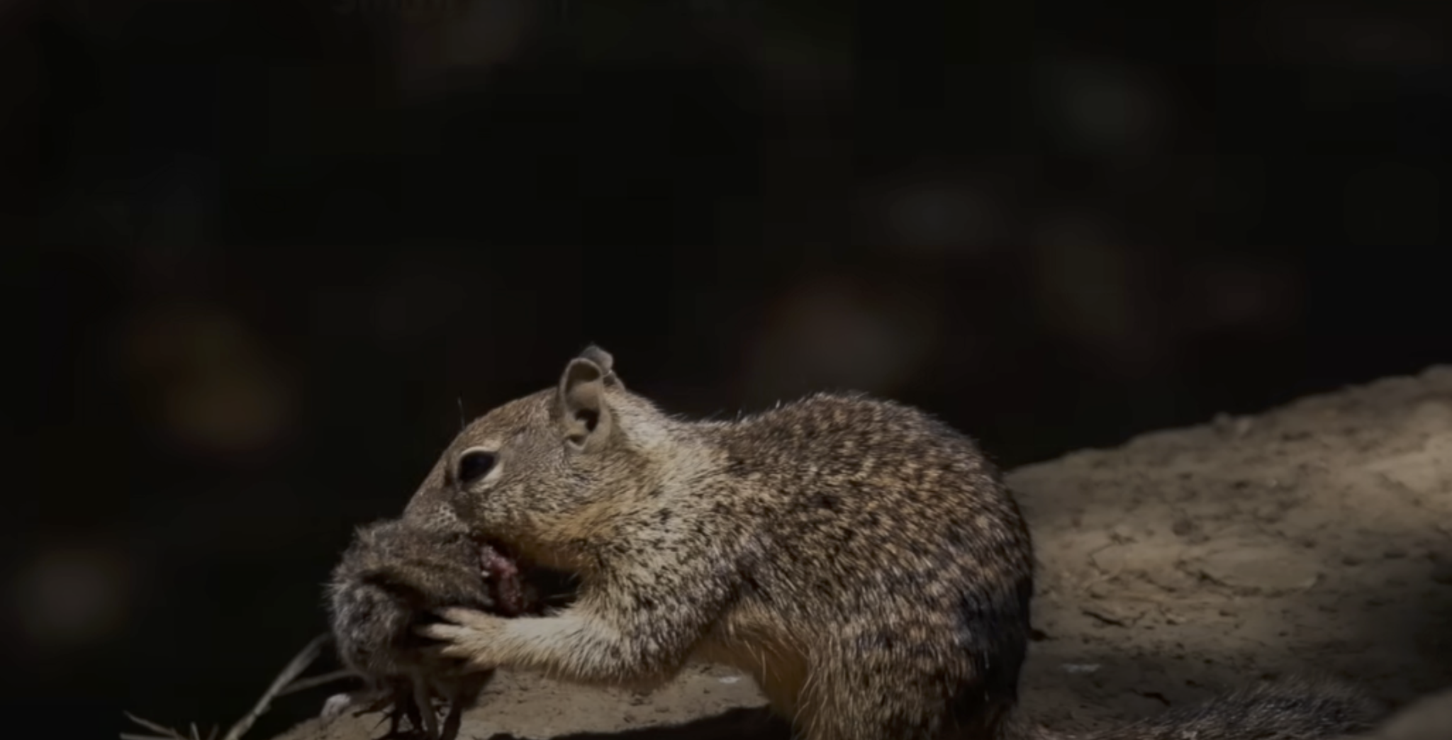 'shocking' Discovery: California Squirrels Caught Hunting, Eating 